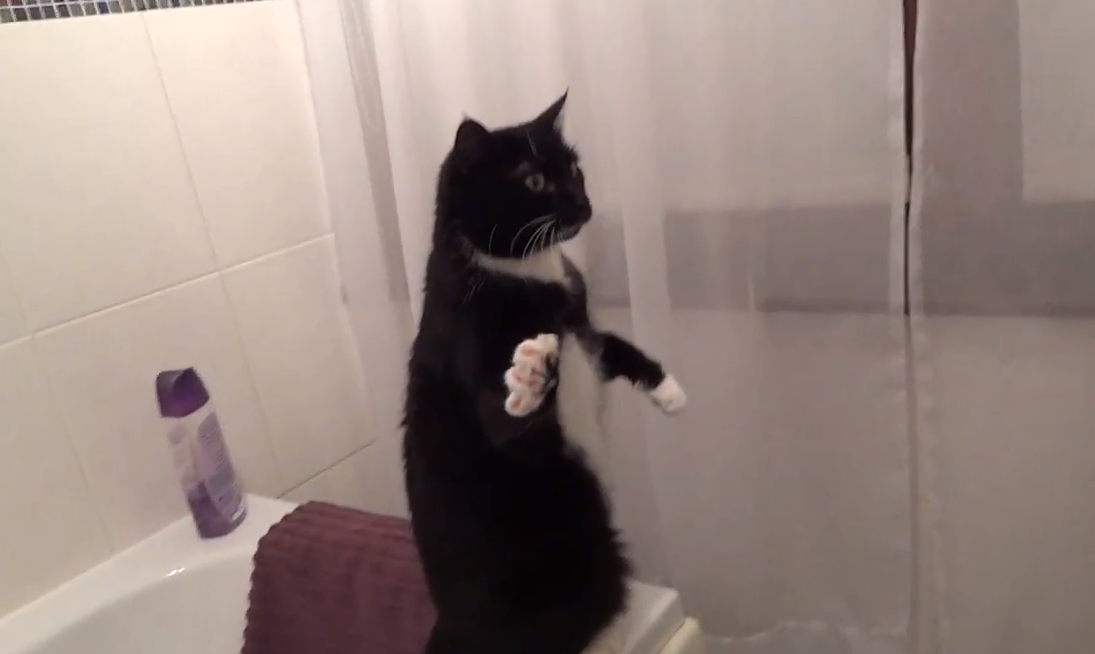 Katter, Katt, kattvideo, Youtube